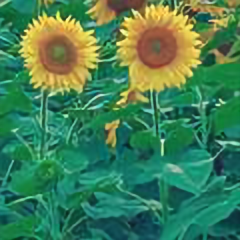 赏花听语486