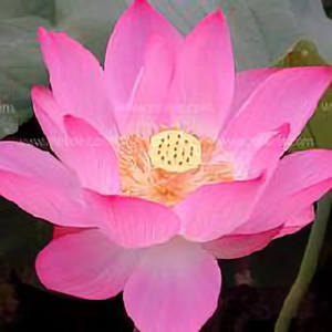 心是莲花开 头像