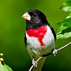 王的御用活宝 头像