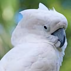 我本蛋白 头像