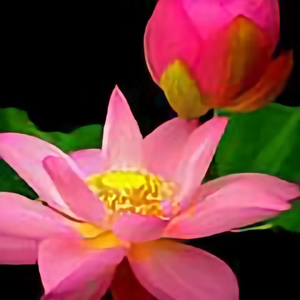 筱小筱幽兰 头像