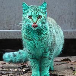 绿茵猫 头像