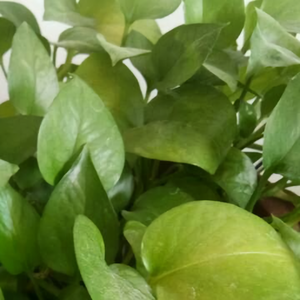 不着急的绿萝 头像