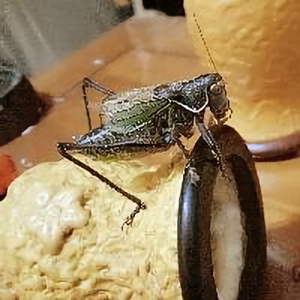 爱车联播