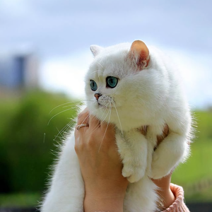 猫百科全书 头像