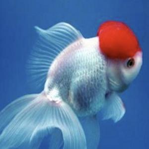 金鱼喜清水 头像