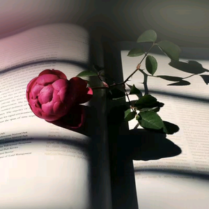 子曰家庭教育 头像