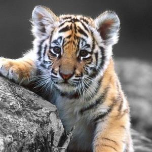 猫腰爬山虎