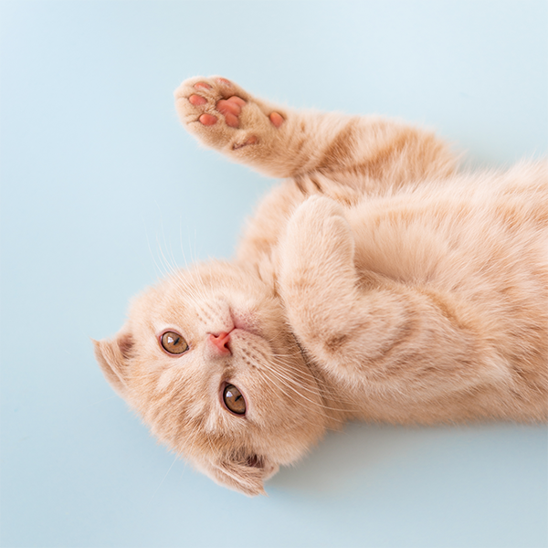 博学安东尼6o头像