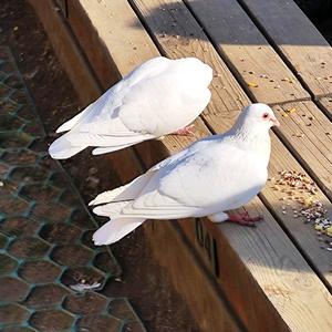 爱凑热闹的benben酱 头像