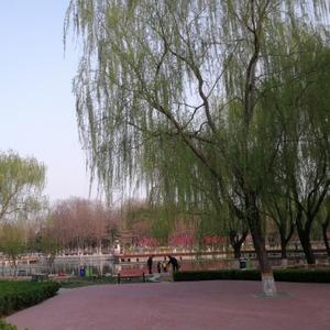 矫羊骏马 头像