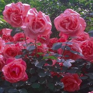 这知识他不进脑子啊 头像