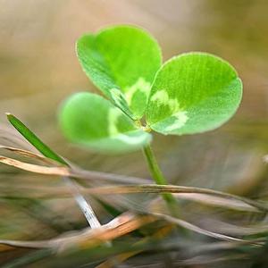 我爱吃抹茶 头像