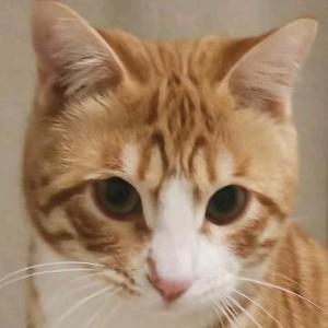 猫宠我 头像