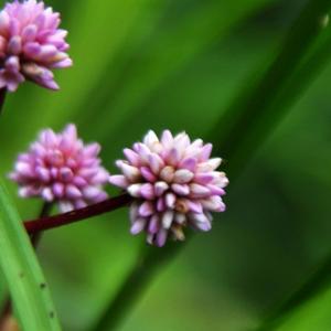 小草芳心