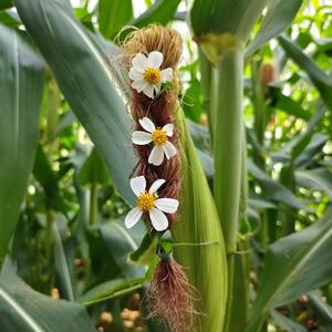 纯良的飞哥 头像