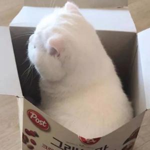 墨墨加油写作