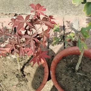 小笼胡辣汤 头像