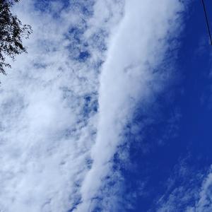 勇往直前的枫叶 头像