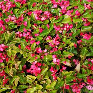 慧慧妈妈KlYD 头像