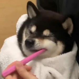 桑桑说段子 头像