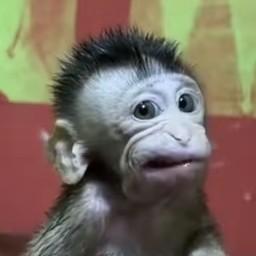 冥星戏剧学院 头像