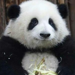 牛的右耳朵 头像