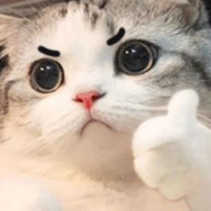 猫的生活 花样年华 头像