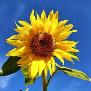 沉香的知识 头像