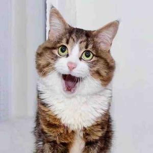 长草的崔老师 头像