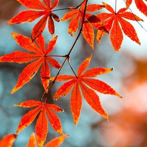 秋叶红满天
