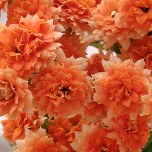 梅子花开（原创作品） 头像