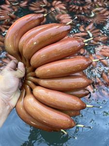 晖霖鲜果好货店 头像