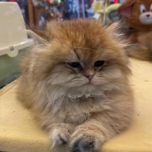 今天爆肝了吗 头像