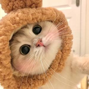 猫猫 头像
