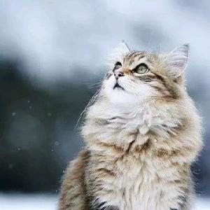 仙芋味的猫 头像