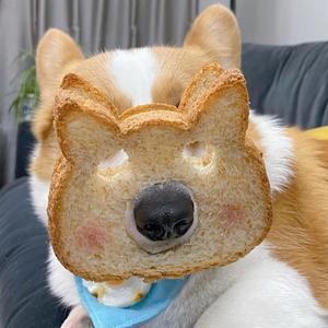 一大口毛毛 头像