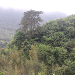 风雨无惧0S6I