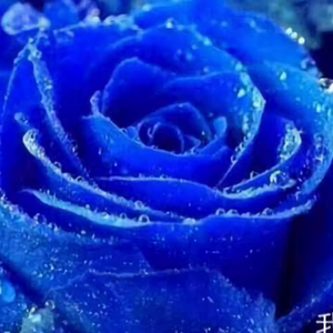 盛世战神莫安安头像