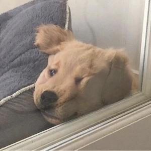 铲屎官de日记 头像