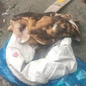 自若熊猫z1 头像