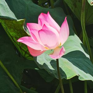 安太堂云山子 头像