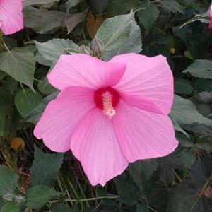 陌上花开紫苏庄园