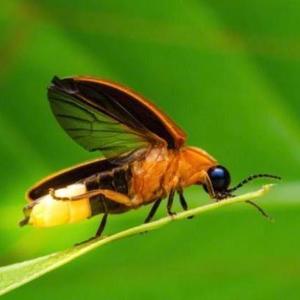 乡村萤火虫 头像