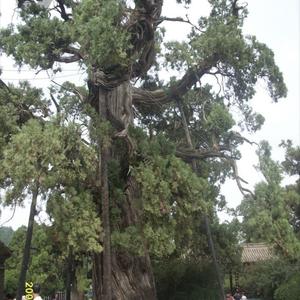 衡山柏