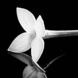 素影花簪品娱 头像