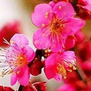 花香月夜