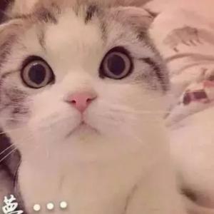 薅秃的阳仔 头像