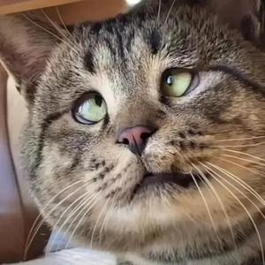 爱吃小豆芽的圆脸大猫 头像