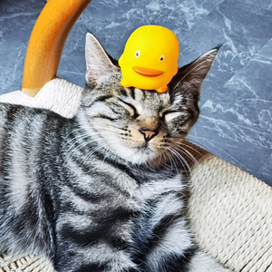 猫狗小世界 头像